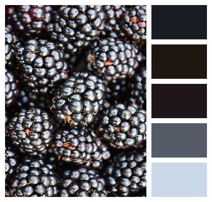 Background Blackberries Close Up Image